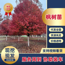 金叶复叶槭，绿化彩叶树。五角枫元宝枫。