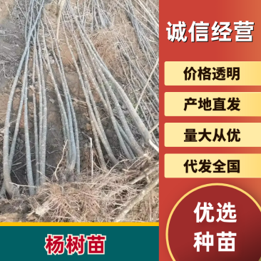 杨树107/108速生杨自家苗圃自产自销