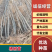 杨树107/108速生杨自家苗圃自产自销