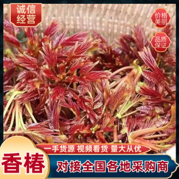 山西运城万亩香椿芽基地产地直发欢迎合作品质保证。