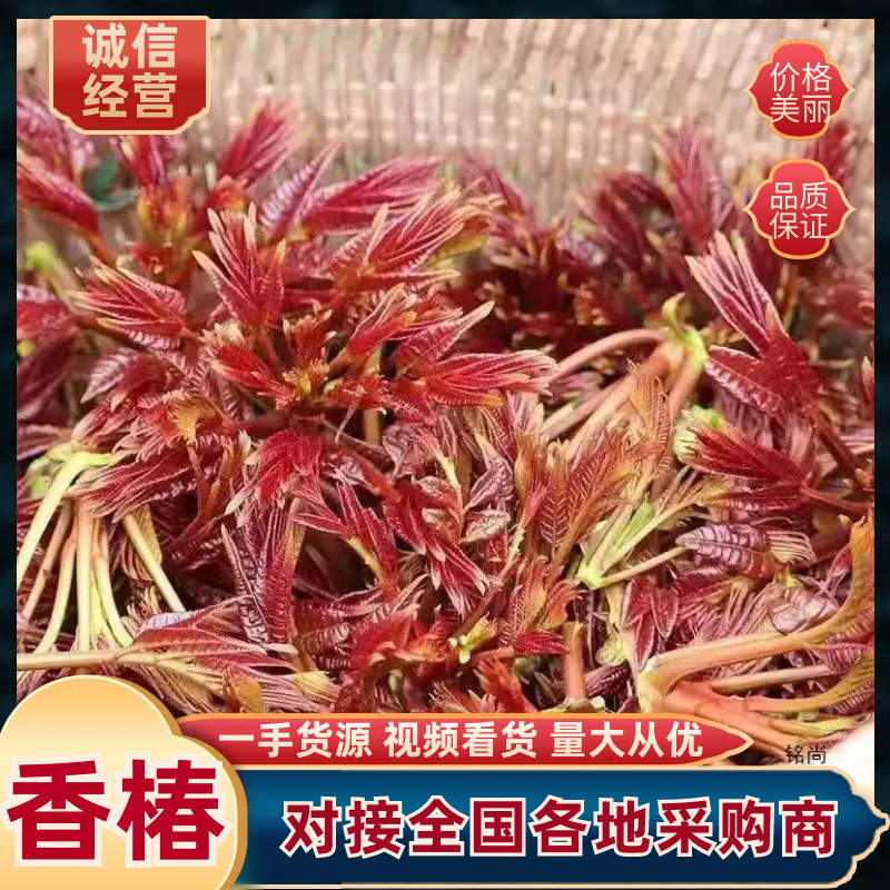 山西运城万亩香椿芽基地产地直发欢迎合作品质保证。
