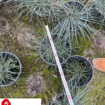 蓝羊茅杯苗批发四川蓝羊茅苗圃基地直供耐寒耐旱地被草花