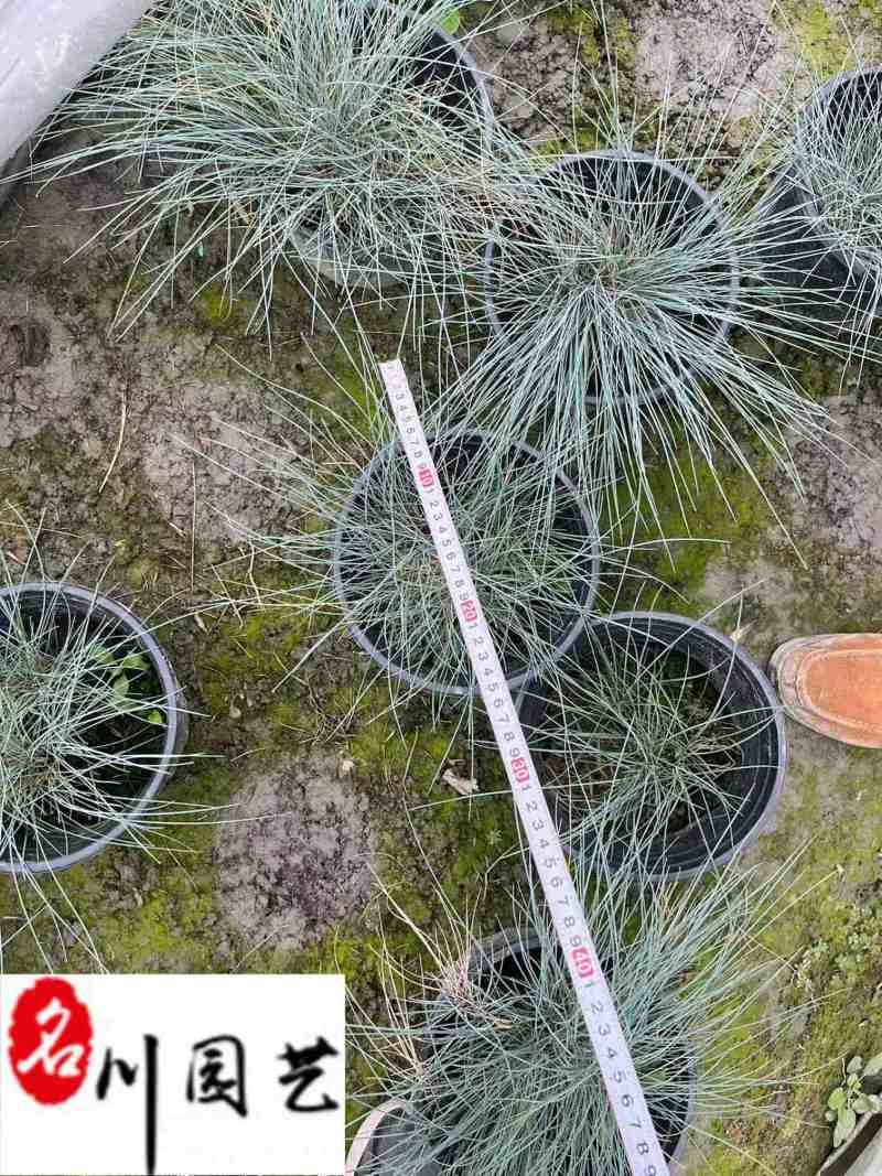 蓝羊茅杯苗批发四川蓝羊茅苗圃基地直供耐寒耐旱地被草花