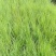 蓝羊茅杯苗批发四川蓝羊茅苗圃基地直供耐寒耐旱地被草花