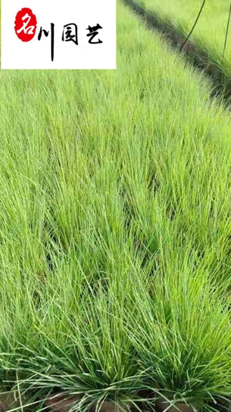 蓝羊茅杯苗批发四川蓝羊茅苗圃基地直供耐寒耐旱地被草花