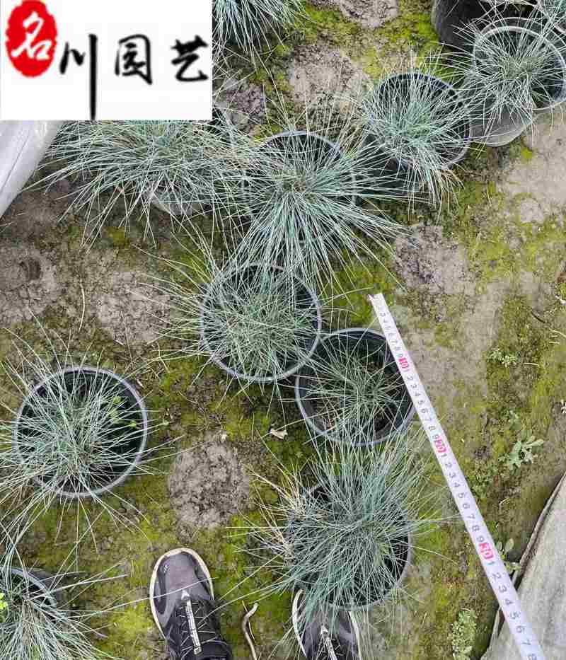 蓝羊茅杯苗批发四川蓝羊茅苗圃基地直供耐寒耐旱地被草花