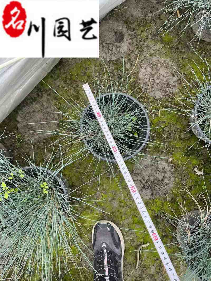 蓝羊茅杯苗批发四川蓝羊茅苗圃基地直供耐寒耐旱地被草花
