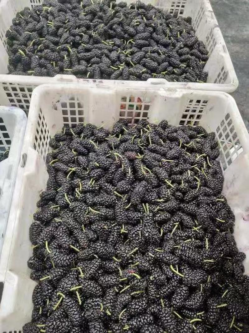 【精品】桑葚产地直销量大质优价格优惠支持视频看货