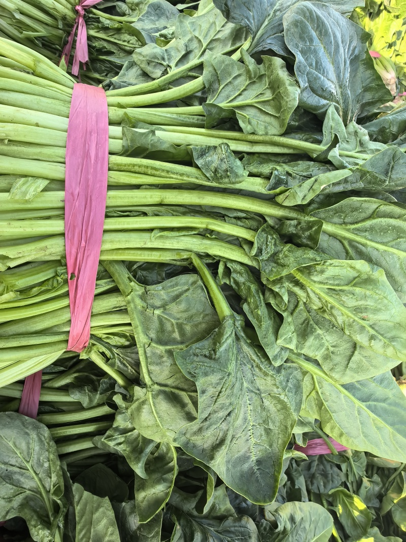 批发菠菜小叶菠菜各规格有货产地直发大小叶高低杆