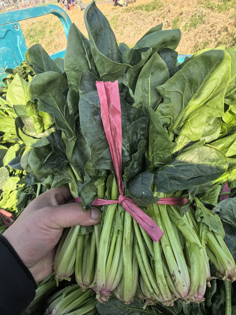 批发菠菜小叶菠菜各规格有货产地直发大小叶高低杆