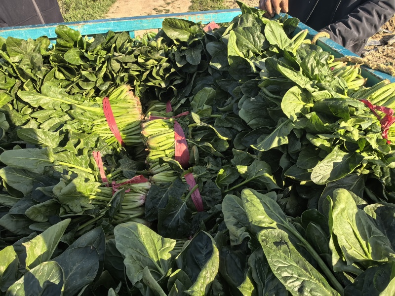 批发菠菜小叶菠菜各规格有货产地直发大小叶高低杆