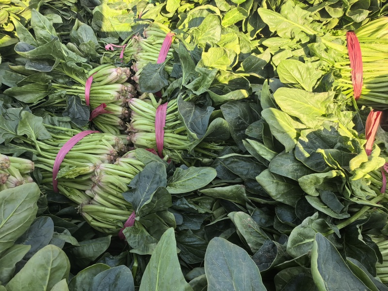 批发菠菜小叶菠菜各规格有货产地直发大小叶高低杆
