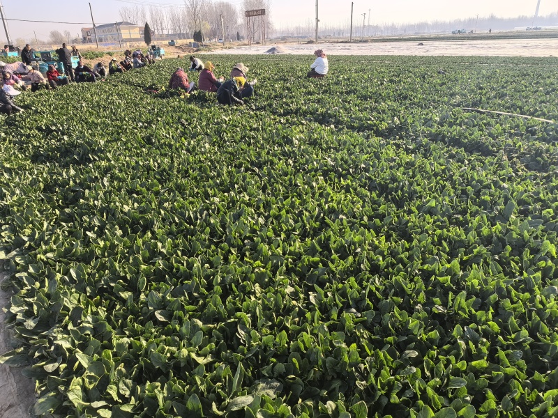 批发菠菜小叶菠菜各规格有货产地直发大小叶高低杆