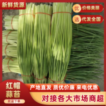 商丘精品红帽蒜薹基地直供代发全国质量保证诚信经营