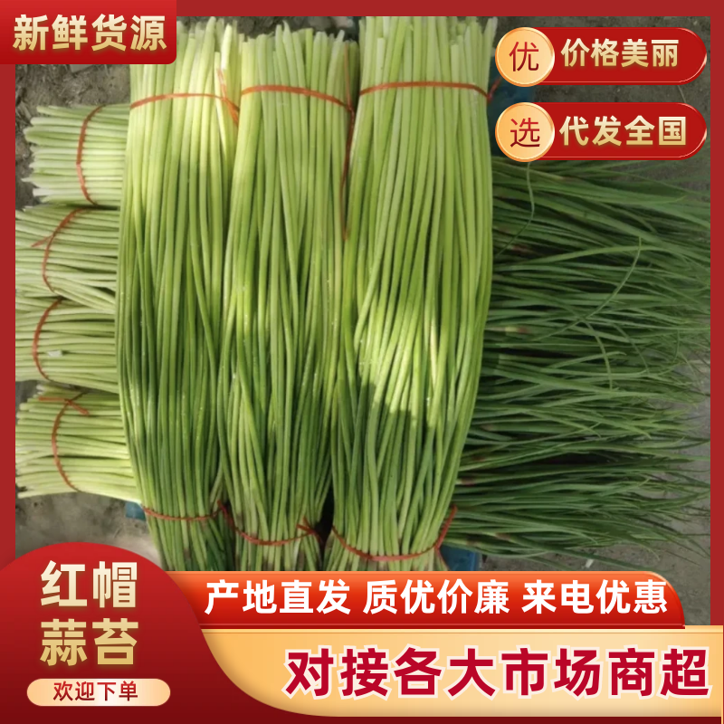 商丘精品红帽蒜薹基地直供代发全国质量保证诚信经营