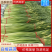 优质新蒜薹白帽蒜薹产地直发代发全国质量保证