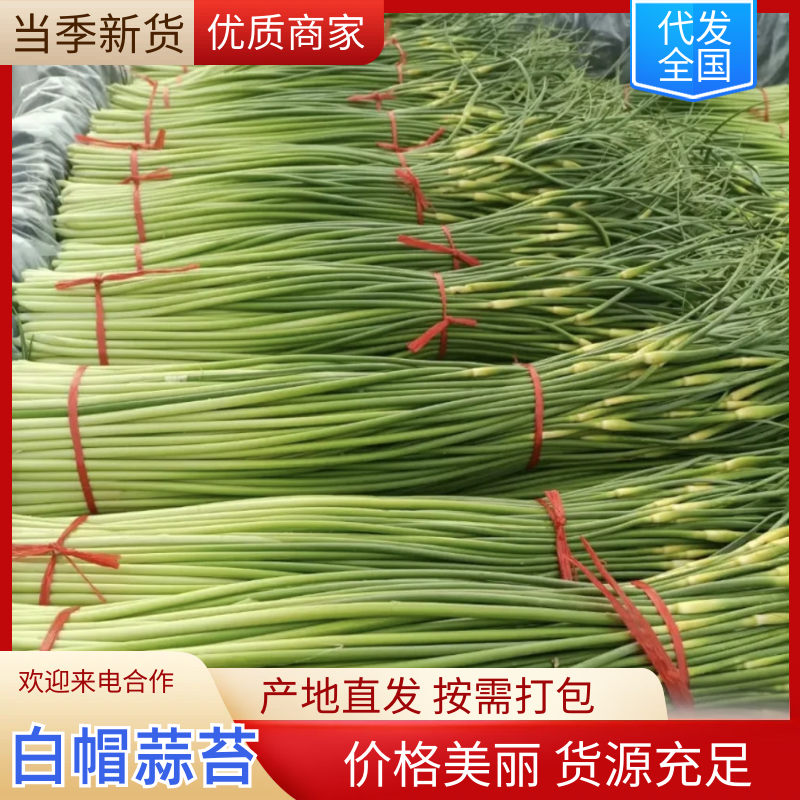 优质新蒜薹白帽蒜薹产地直发代发全国质量保证