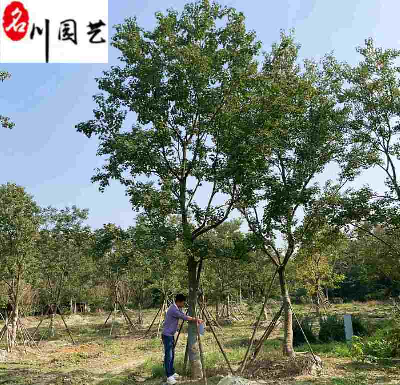 成都乌桕工程苗木批发15-30公分乌桕价格报价量大价