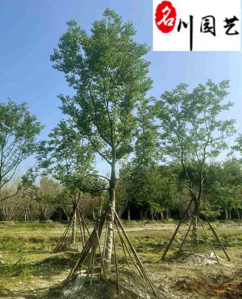 成都乌桕工程苗木批发15-30公分乌桕价格报价量大价