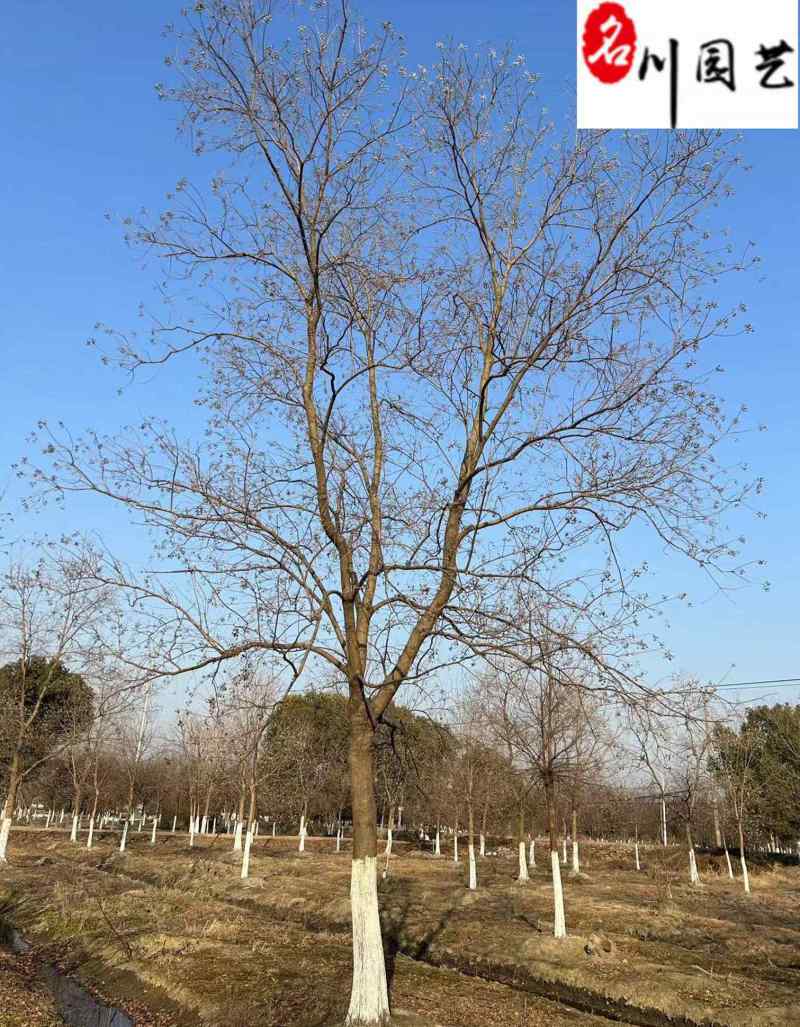 成都乌桕工程苗木批发15-30公分乌桕价格报价量大价