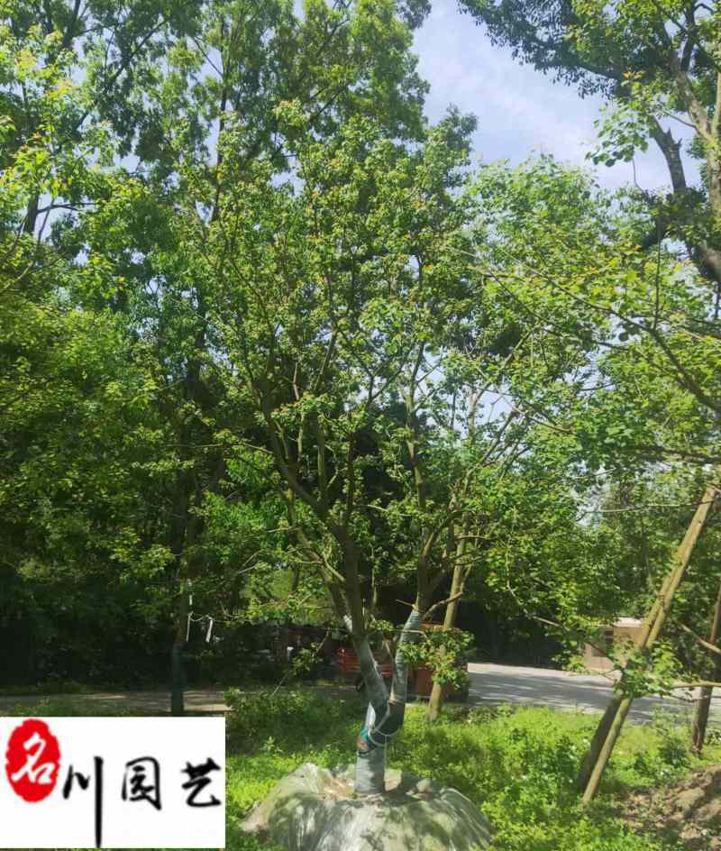 成都乌桕工程苗木批发15-30公分乌桕价格报价量大价