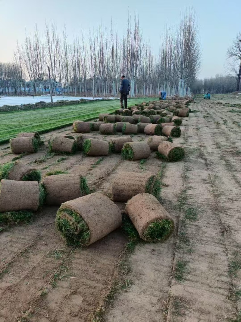 天津草坪草，优先合作北京，天津，河北不超过300公里
