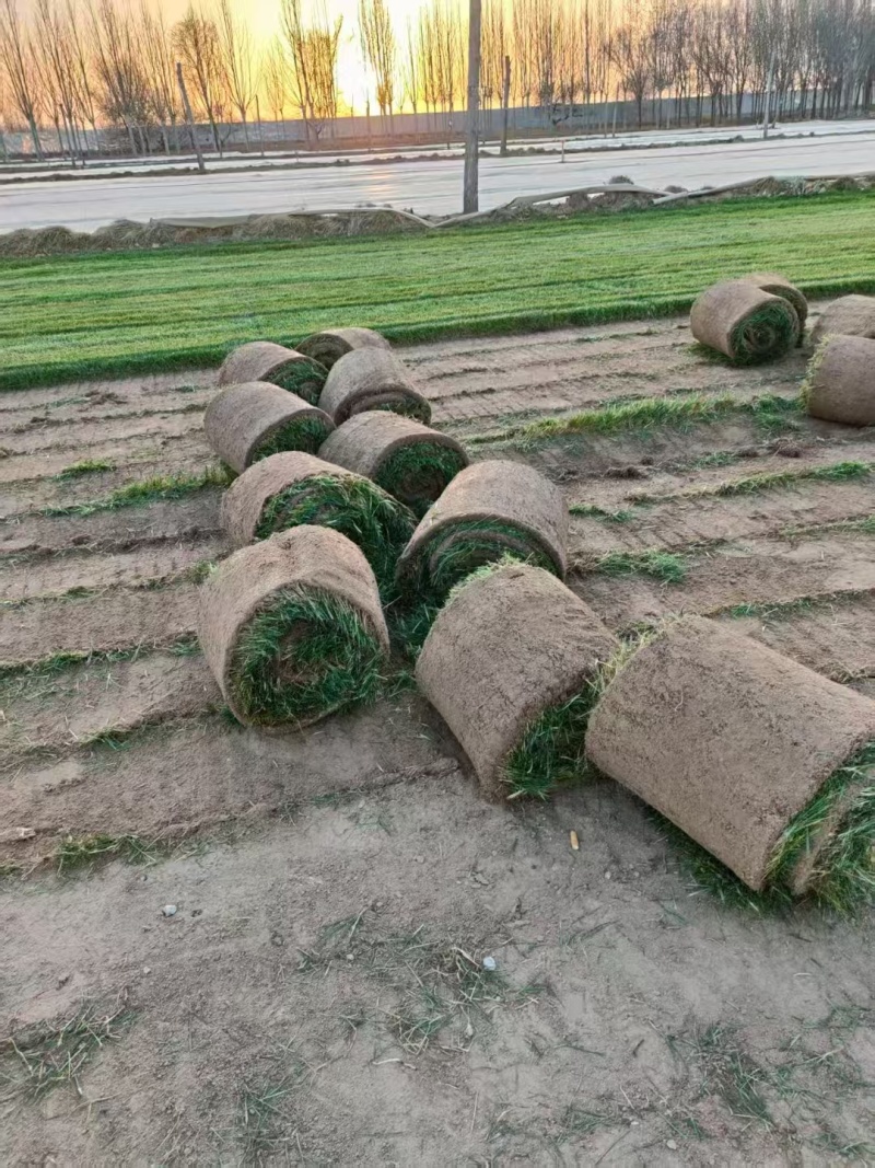 天津草坪草，优先合作北京，天津，河北不超过300公里