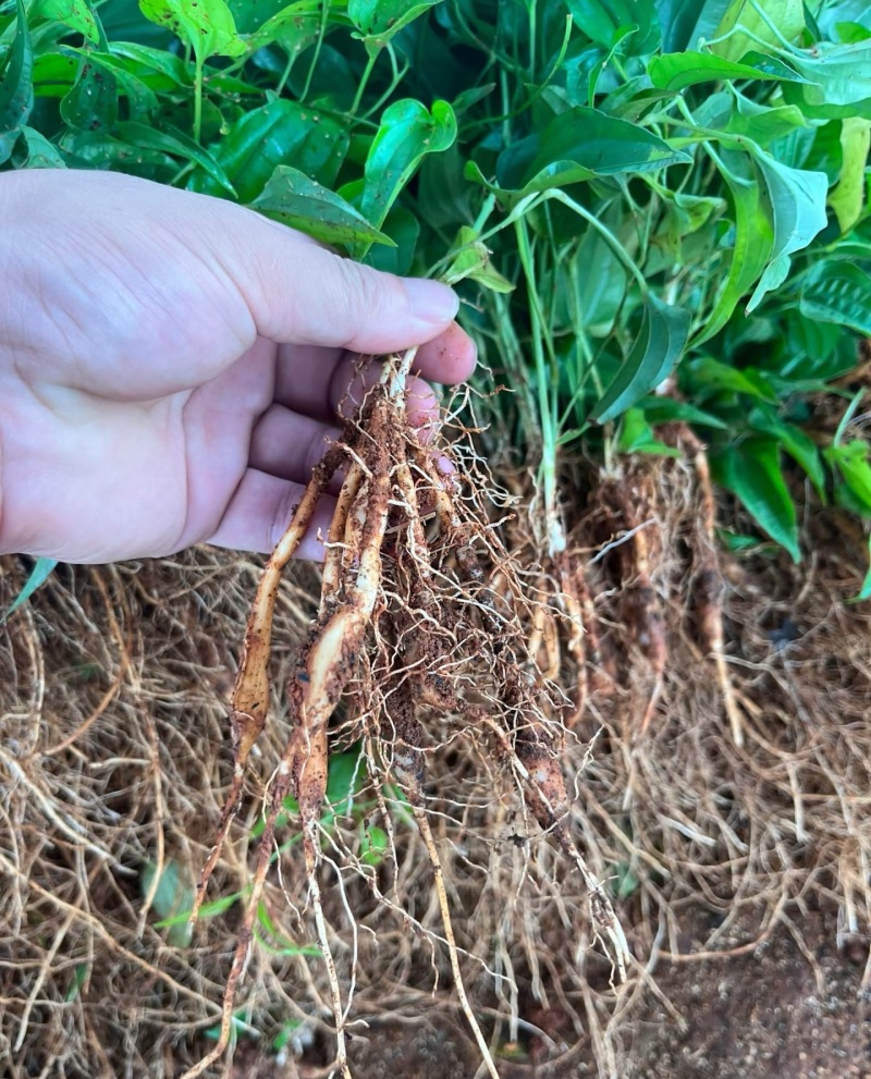 对叶百部紫花红花白花百部苗大量供货成活率高品质保证