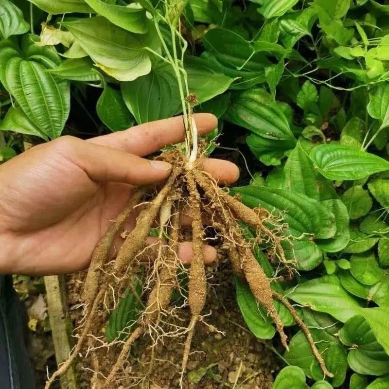 对叶百部紫花红花白花百部苗大量供货成活率高品质保证