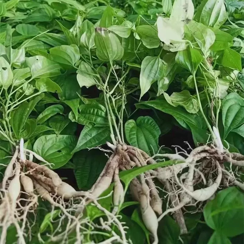 对叶百部紫花红花白花百部苗大量供货成活率高品质保证