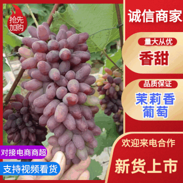 茉莉香葡萄品质保证支持视频看货欢迎来电洽谈价格更优惠