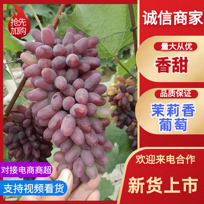 茉莉香葡萄品质保证支持视频看货欢迎来电洽谈价格更优惠