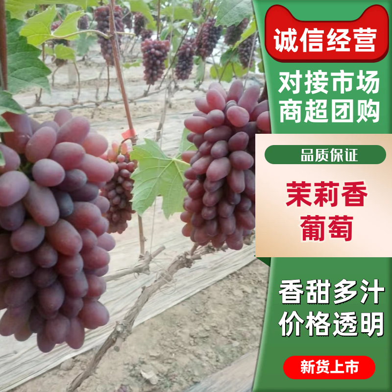 热卖中茉莉香葡萄支持视频看货诚信经营来电价格更优惠