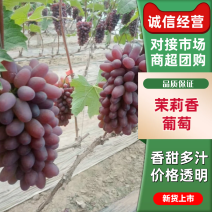 精品茉莉香葡萄产地直发价格优惠品质保证按需保证欢迎来电