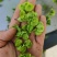 好货推荐榆钱鲜货直发对接全国市场保质保量