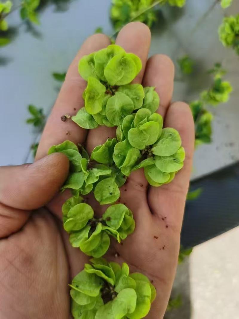好货推荐榆钱鲜货直发对接全国市场保质保量