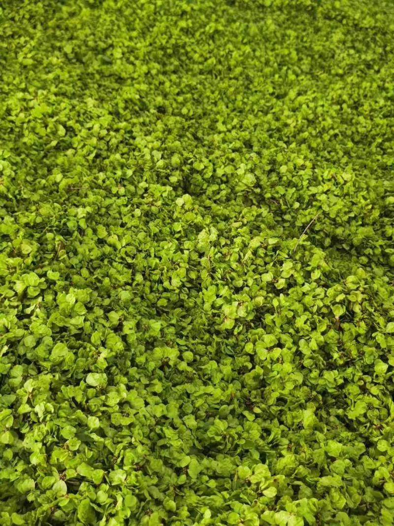 好货推荐榆钱鲜货直发对接全国市场保质保量