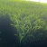 【玉米苗】江苏苗木规格齐全工程玉米苗，大黄糯甜玉米棒