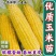 【玉米苗】江苏苗木规格齐全工程玉米苗，大黄糯甜玉米棒
