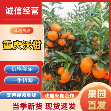 重庆“沃柑”柑桔口感纯甜,果面干净,价格超低运输便利