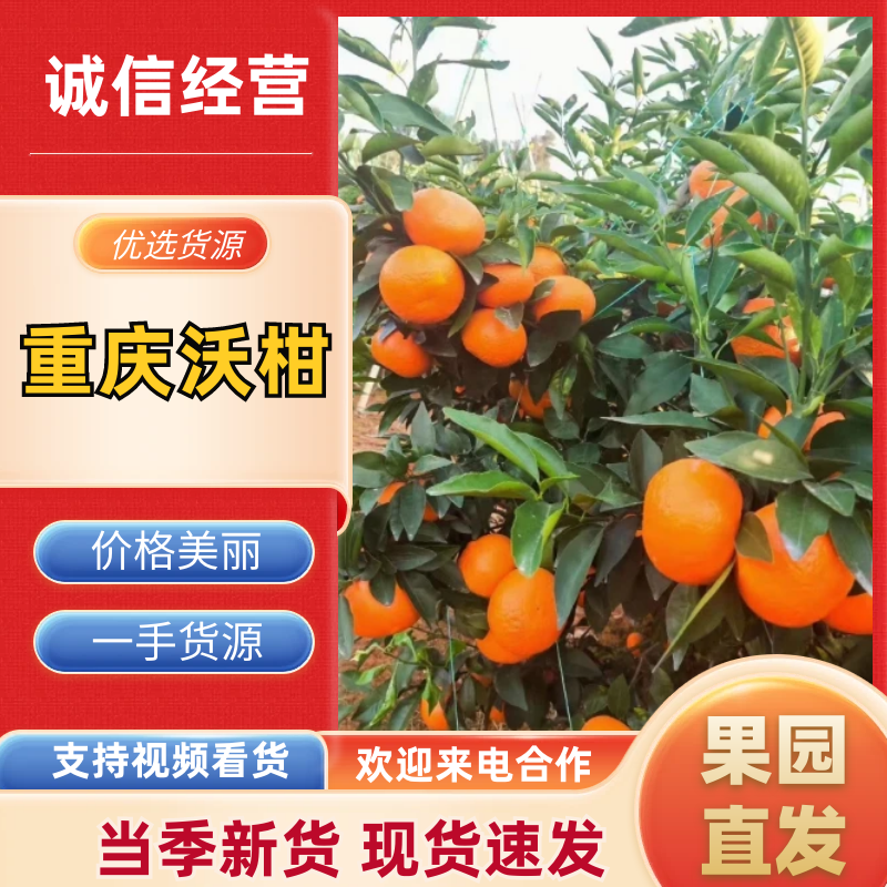 重庆“沃柑”柑桔口感纯甜，果面干净，价格超低运输便利