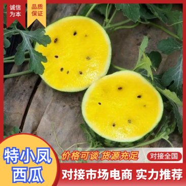 特小凤西瓜江苏西瓜盐城西瓜脆甜多汁对接全国市场等