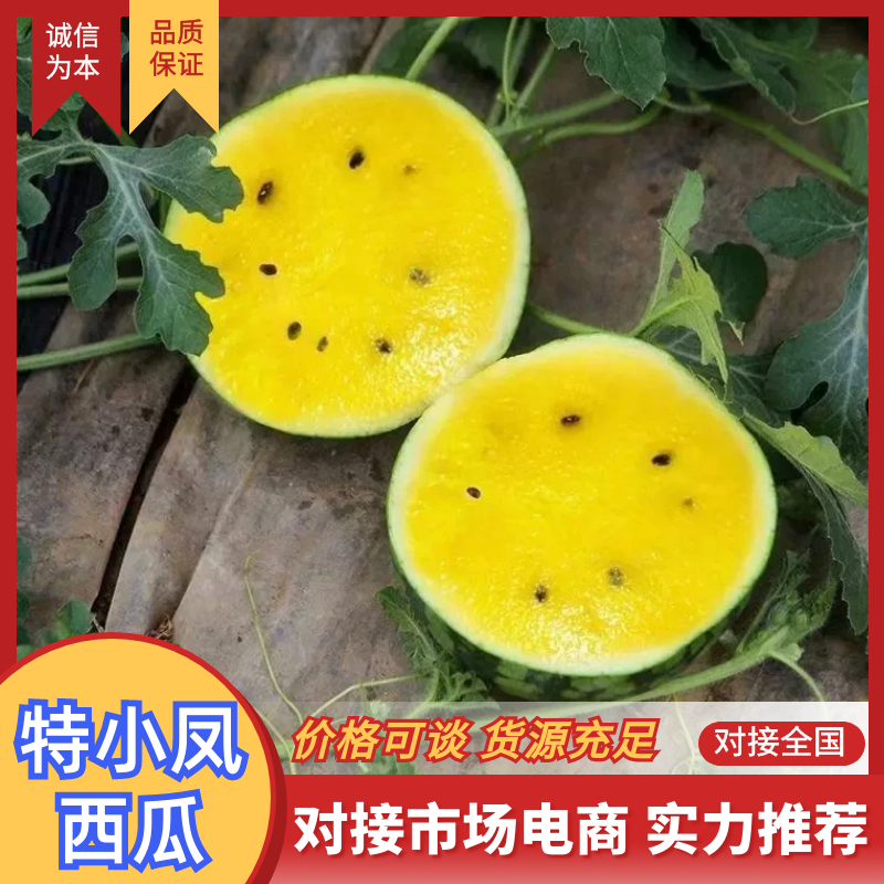 特小凤西瓜江苏西瓜盐城西瓜脆甜多汁对接全国市场等