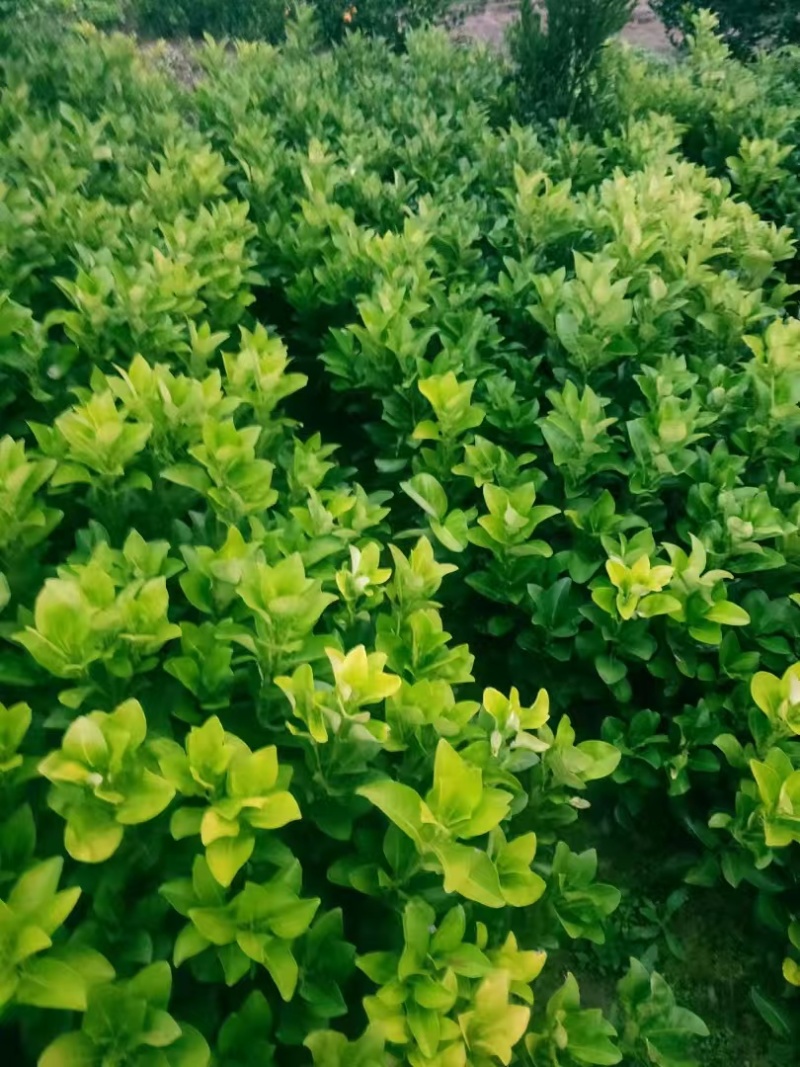 推荐脐橙苗纽荷尔脐橙苗根须特好无病菌提供技术指导欢迎联系