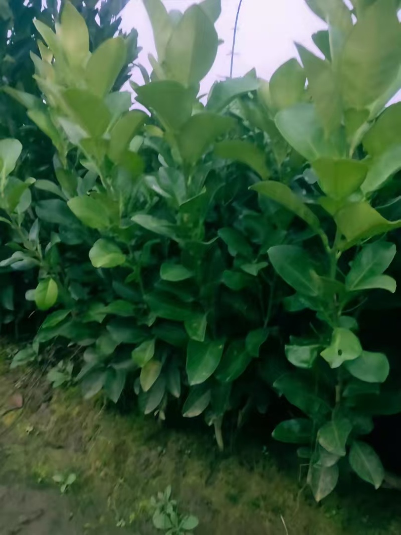 推荐脐橙苗纽荷尔脐橙苗根须特好无病菌提供技术指导欢迎联系