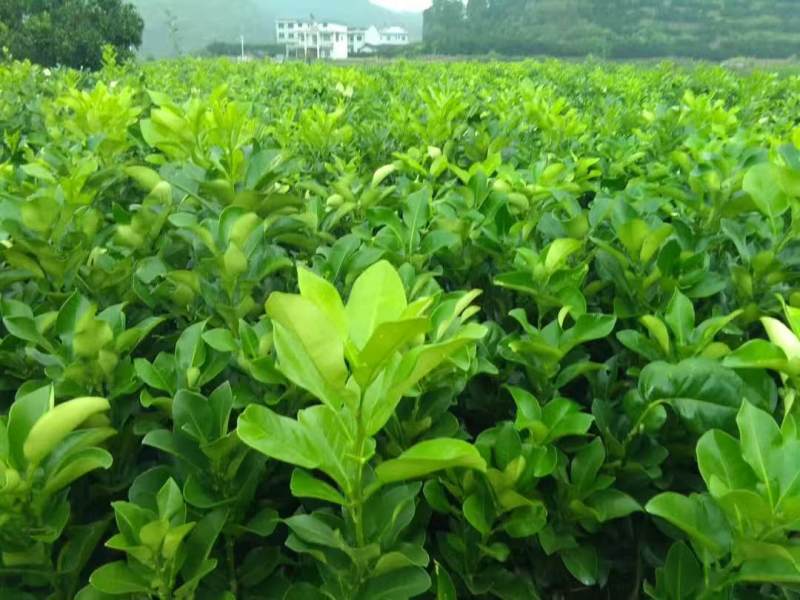 柚子苗蜜脆柚子柚脆甜香基地销售欢迎致电咨询