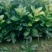 柚子苗蜜脆柚子柚脆甜香基地销售欢迎致电咨询