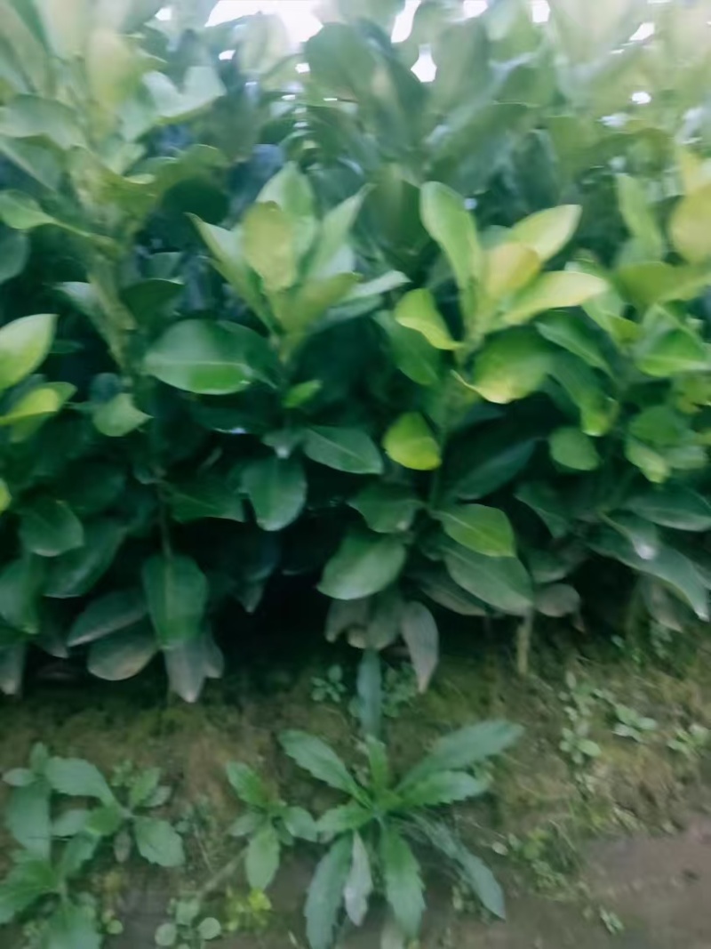 柚子苗蜜脆柚子柚脆甜香基地销售欢迎致电咨询