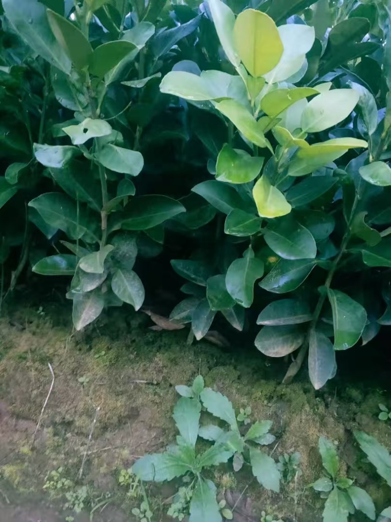柚子苗蜜脆柚子柚脆甜香基地销售欢迎致电咨询