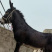 德州驴德州驴苗手续齐全厂家直发买十送一